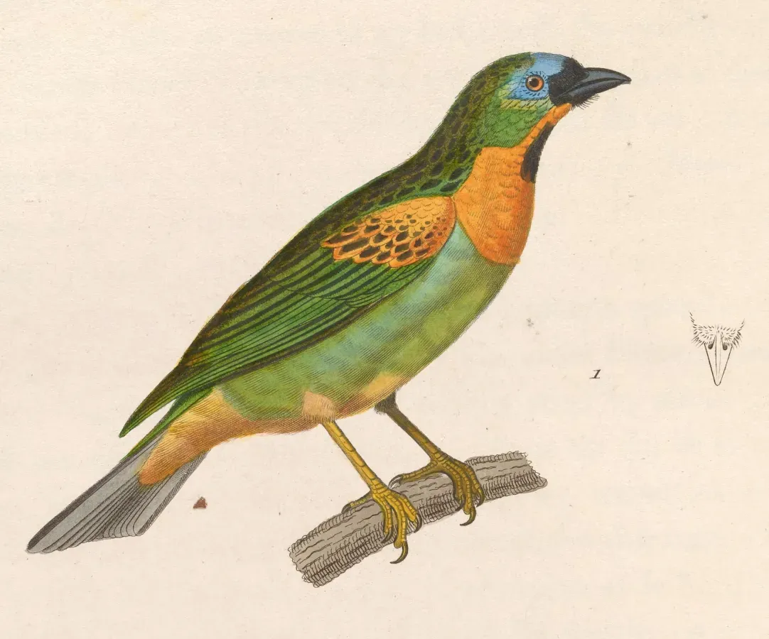 File:Tangara desmaresti 1838.jpg