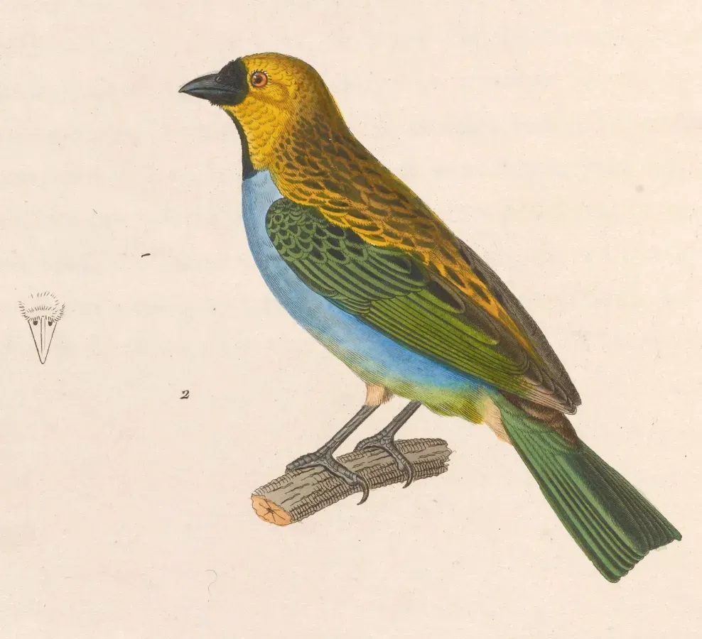 File:Tangara cyanoventris 1838.jpg