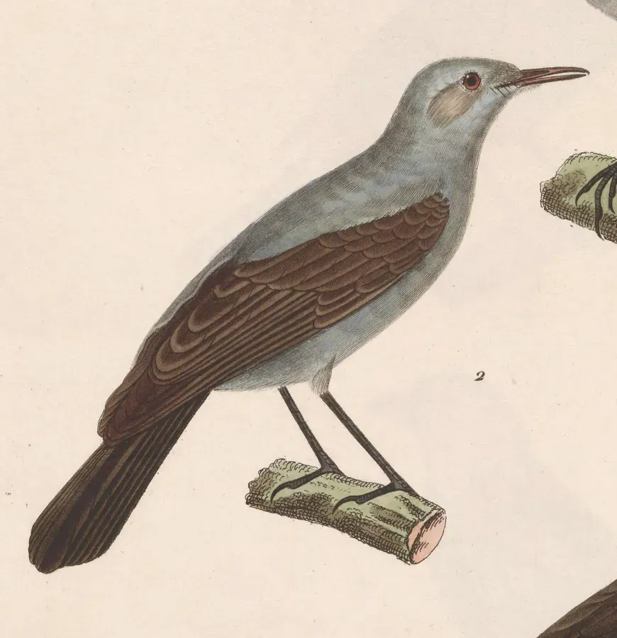 File:Oenanthe melanura 1838.jpg