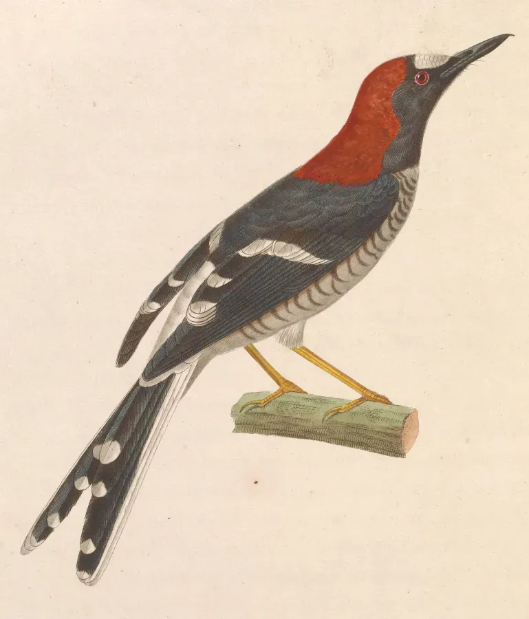 File:Enicurus ruficapillus 1838.jpg