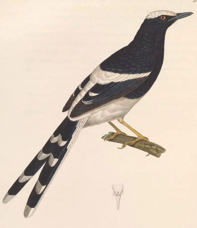 File:Enicurus leschenaulti 1838.jpg
