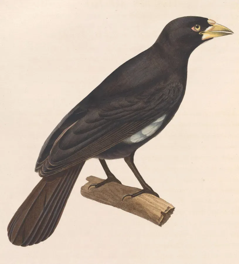File:Bubalornis albirostris albirostris 1838.jpg