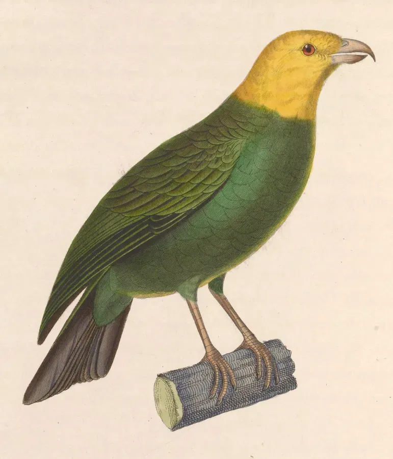 File:Psittirostra psittacea 1838.jpg