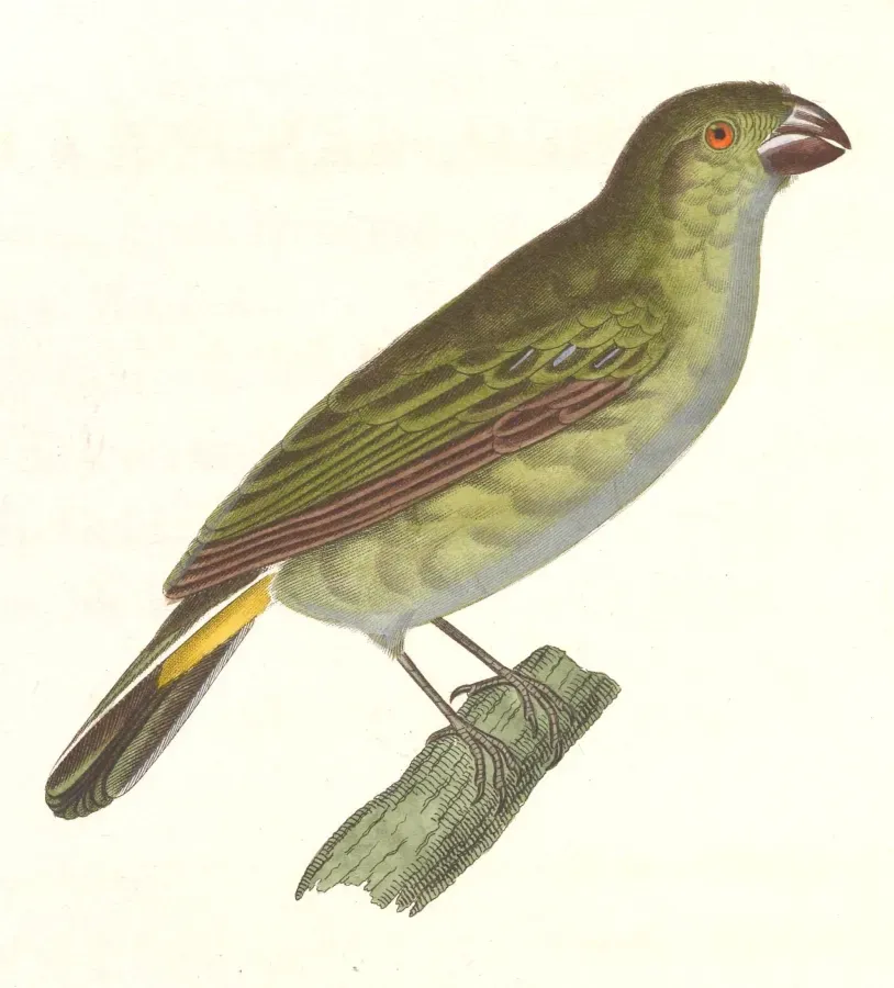 File:Sporophila leucoptera cinereola 1838.jpg