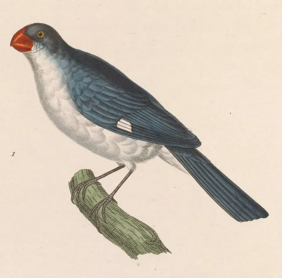 File:Sporophila falcirostris 1838.jpg