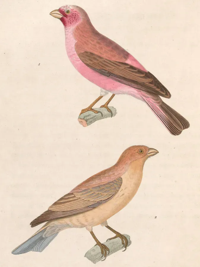 File:Carpodacus synoicus 1838.jpg