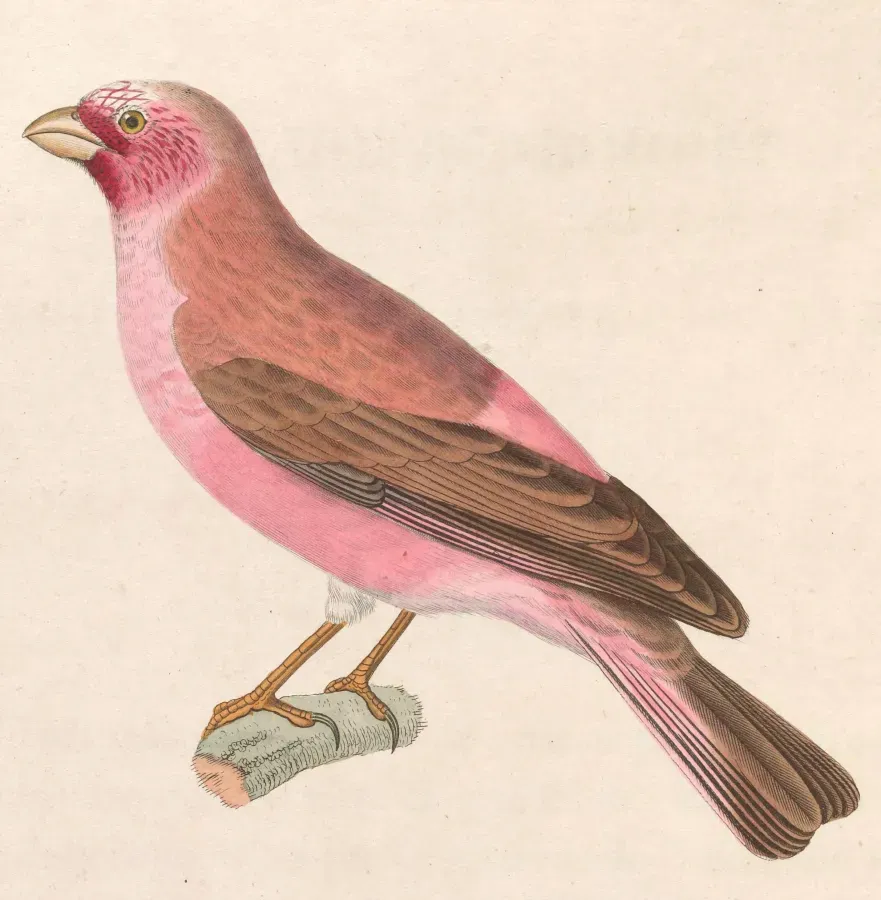 File:Carpodacus synoicus male 1838.jpg