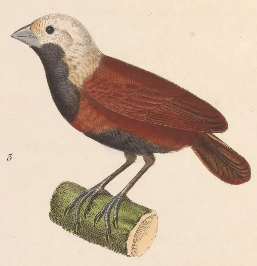 File:Lonchura malacca ferruginosa 1838.jpg