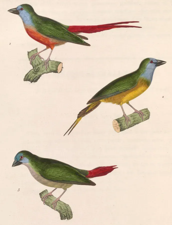 File:Erythrura prasina prasina 1838.jpg