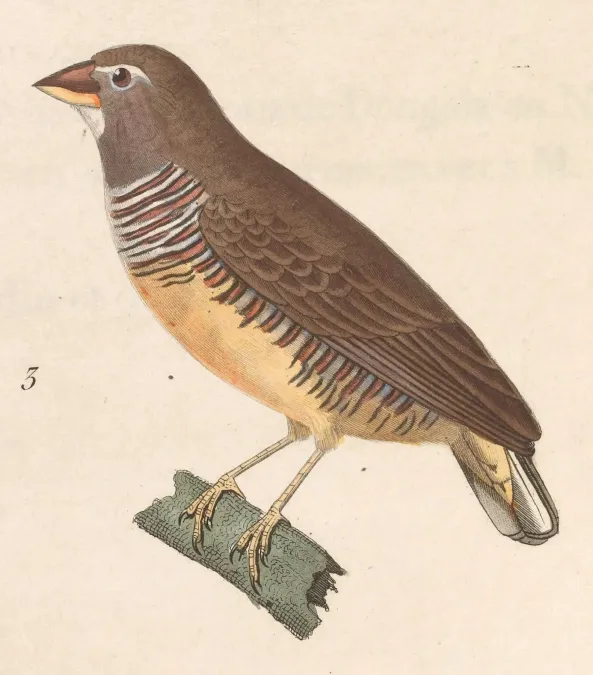 File:Ortygospiza atricollis atricollis 1838.jpg