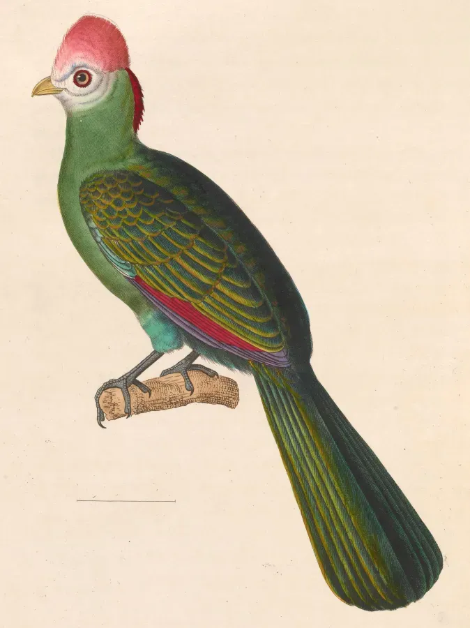 File:Tauraco erythrolophus 1838.jpg