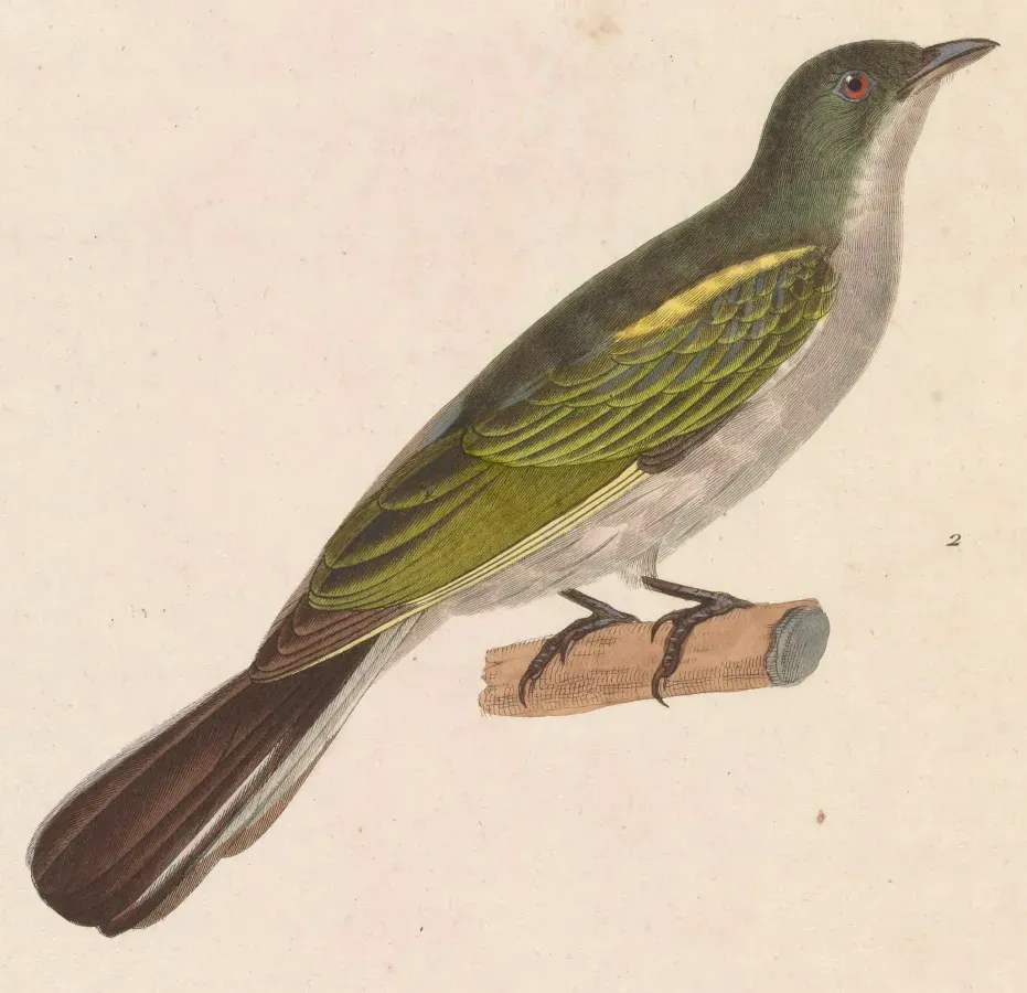 File:Indicator archipelagicus 1838.jpg