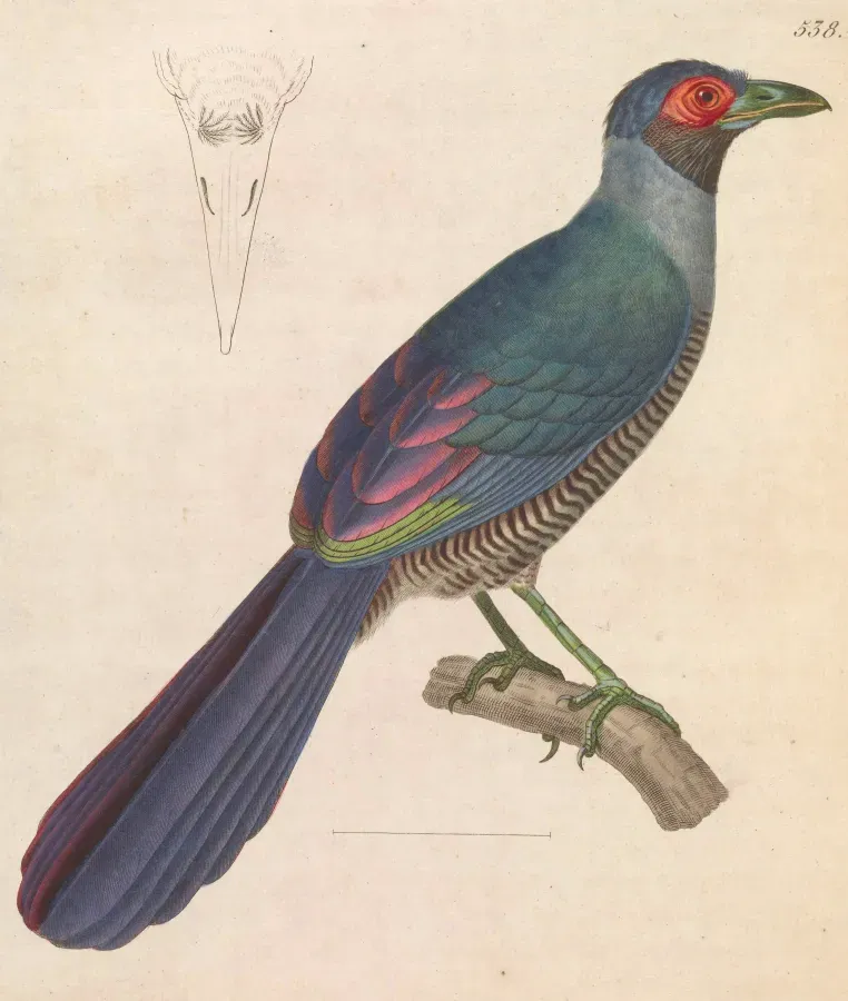 File:Carpococcyx radiceus 1838.jpg