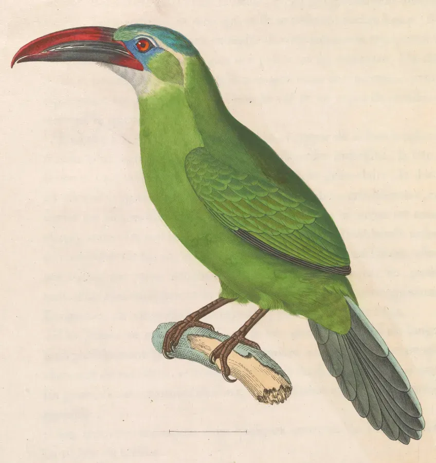 File:Aulacorhynchus sulcatus 1838.jpg