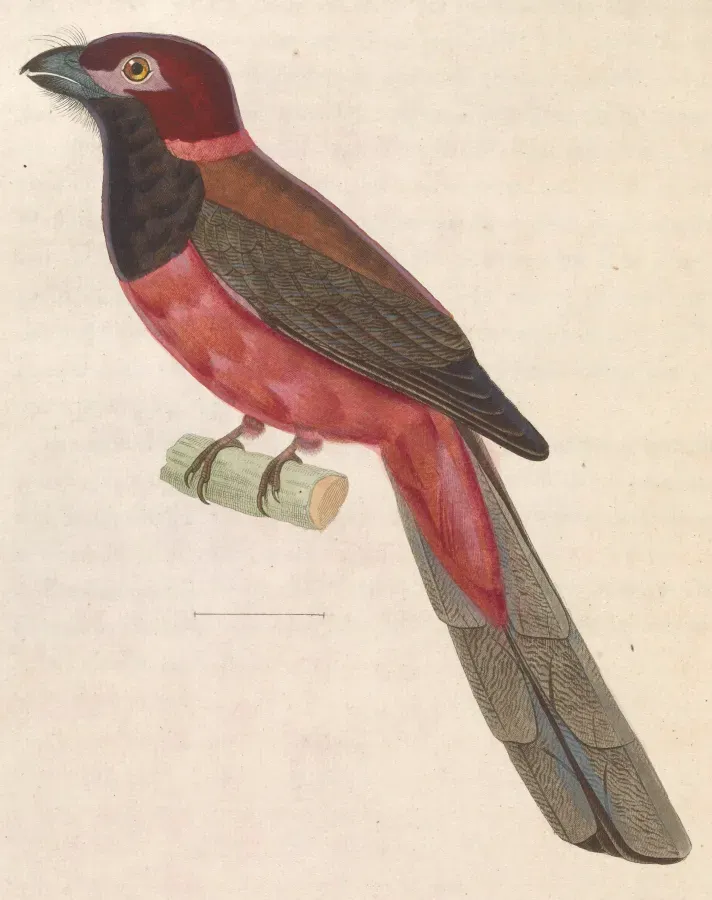 File:Harpactes diardii 1838.jpg