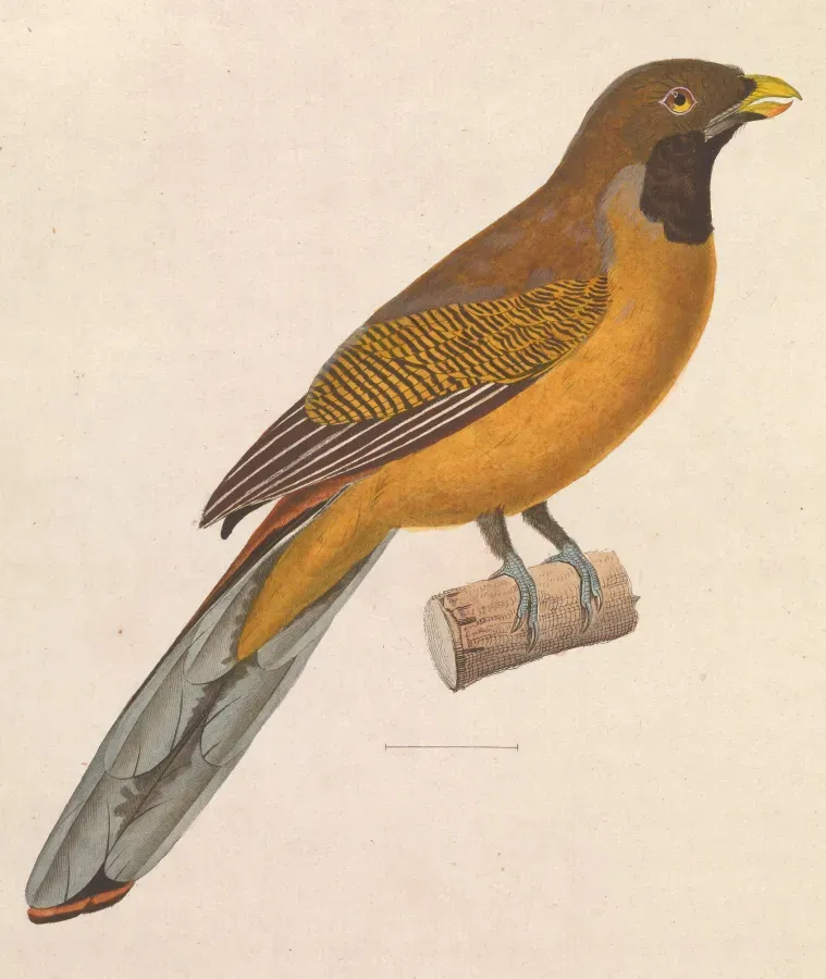 File:Harpactes ardens 1838.jpg