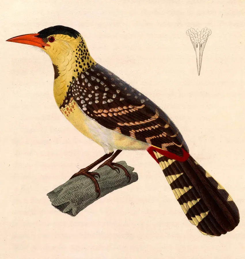File:Trachyphonus margaritatus 1838.jpg