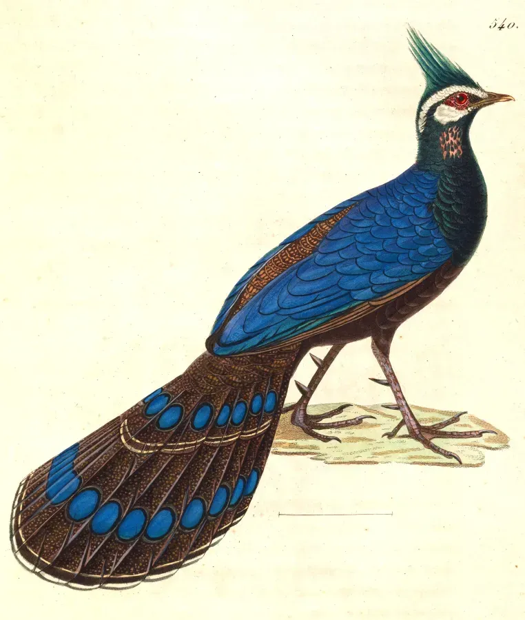 File:Polyplectron napoleonis 1838.jpg