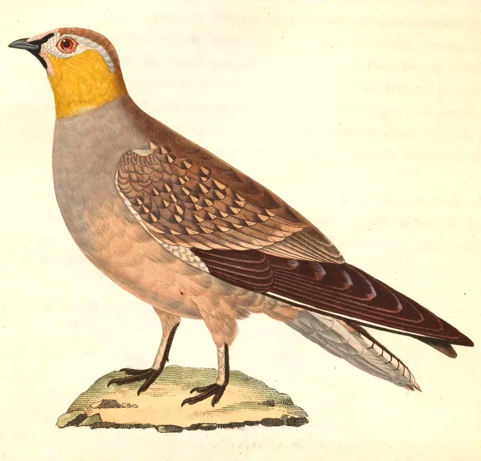 File:Pterocles coronatus male 1838.jpg