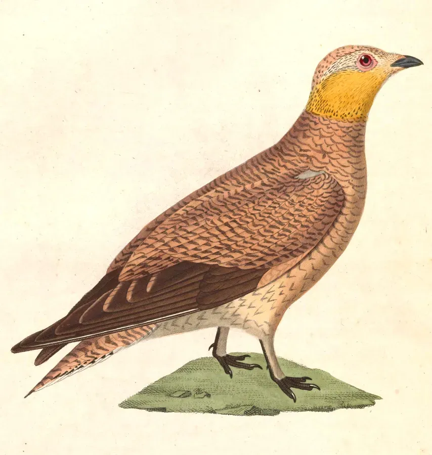 File:Pterocles coronatus female 1838.jpg