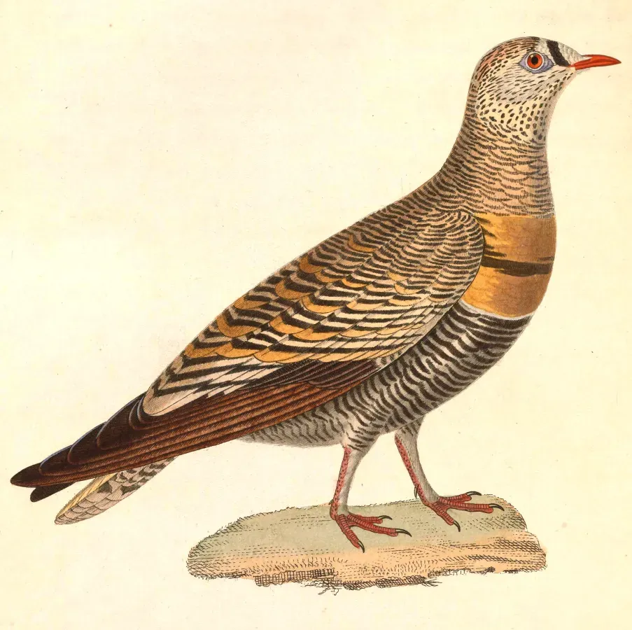File:Pterocles lichtensteinii male 1838.jpg