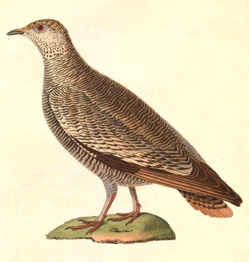 File:Pterocles lichtensteinii female 1838.jpg