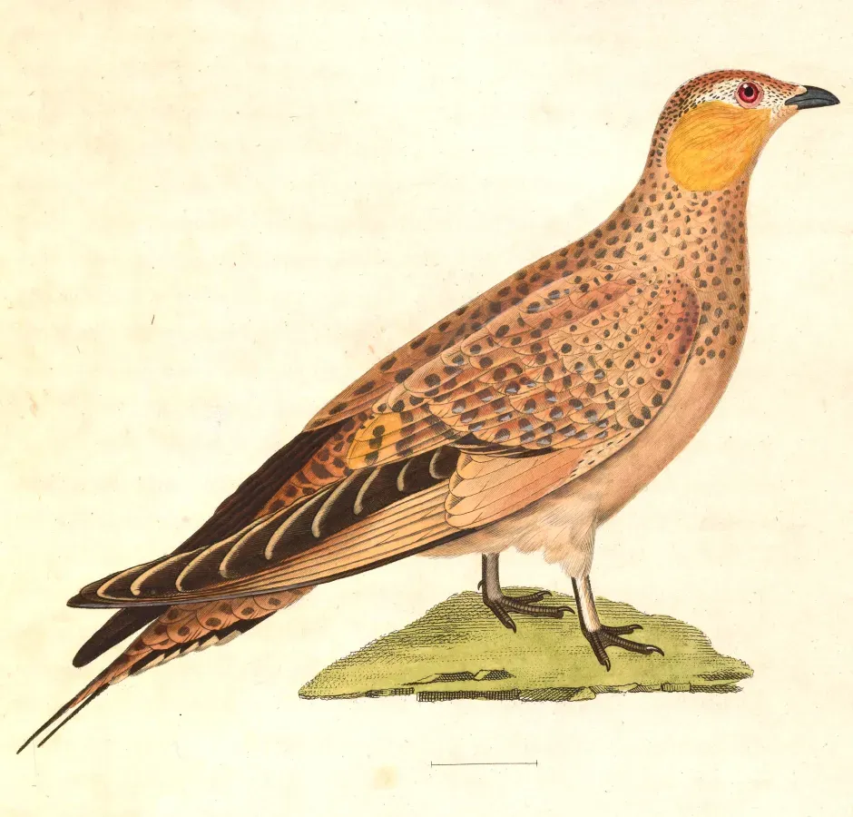File:Pterocles senegallus female 1838.jpg