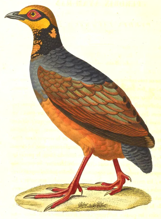 File:Arborophila javanica javanica 1838.jpg