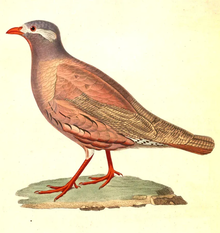 File:Ammoperdix heyi male 1838.jpg