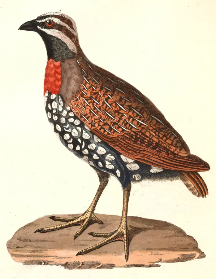 File:Margaroperdix madagarensis 1838.jpg