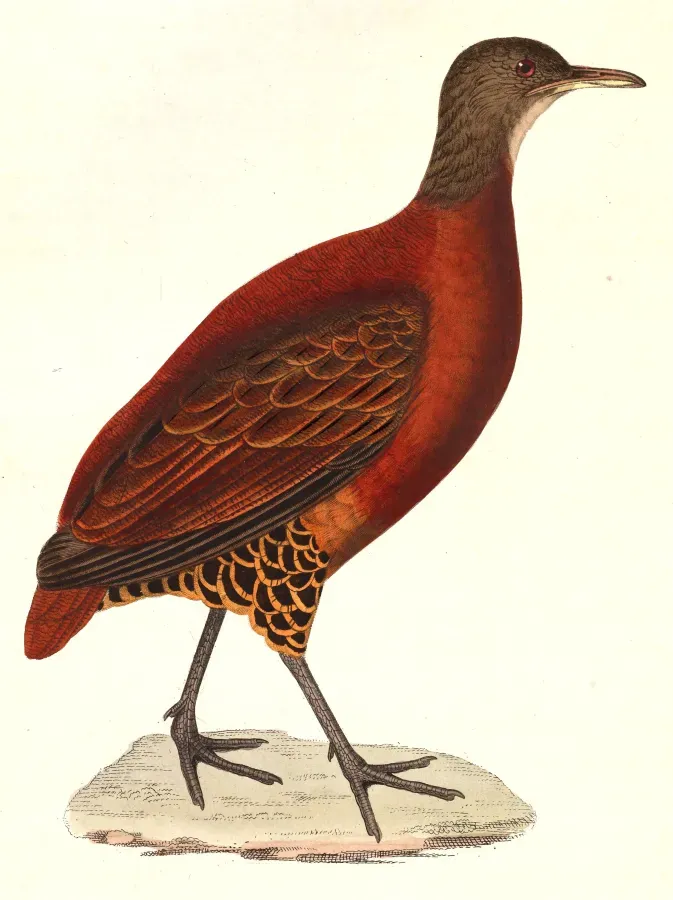 File:Crypturellus obsoletus 1838.jpg