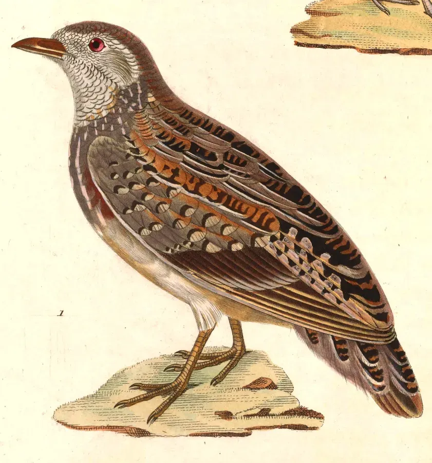 File:Turnix varius 1838.jpg