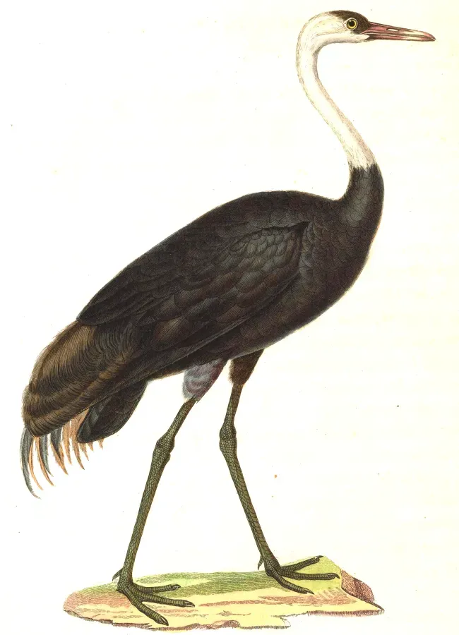 File:Grus monacha 1838.jpg