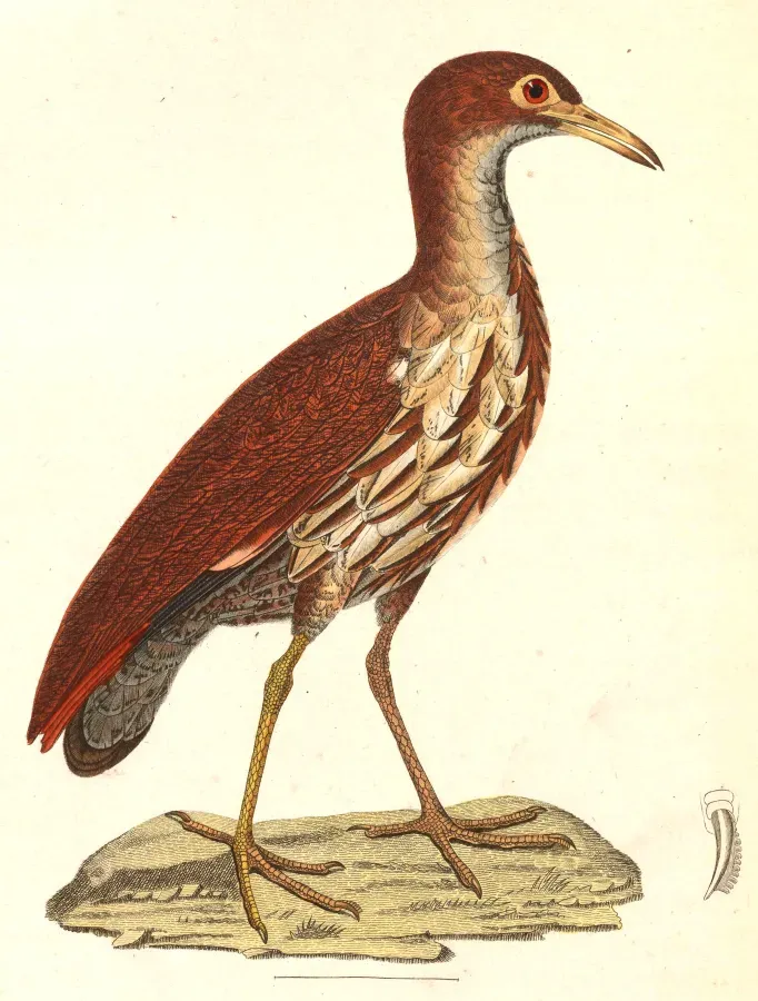 File:Gorsachius goisagi 1838.jpg