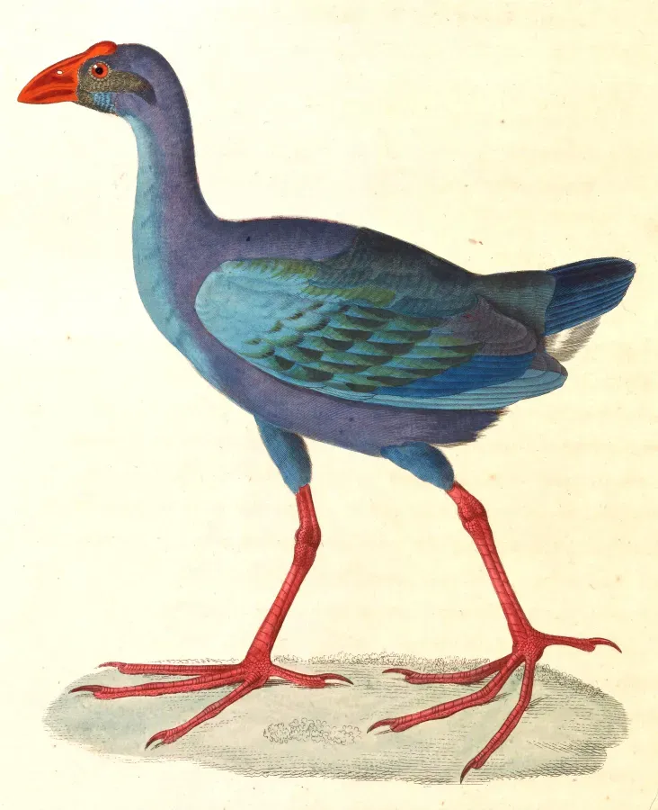 File:Porphyrio porphyrio indicus 1838.jpg
