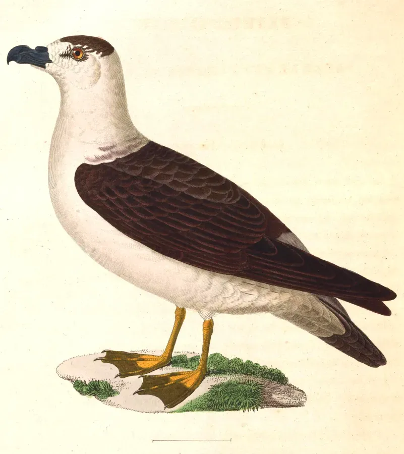 File:Pterodroma hasitata 1838.jpg