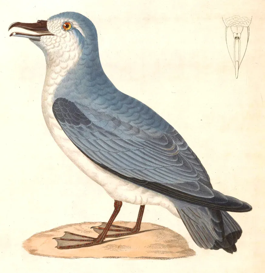 File:Pachyptila vittata 1838 in Temminck.jpg