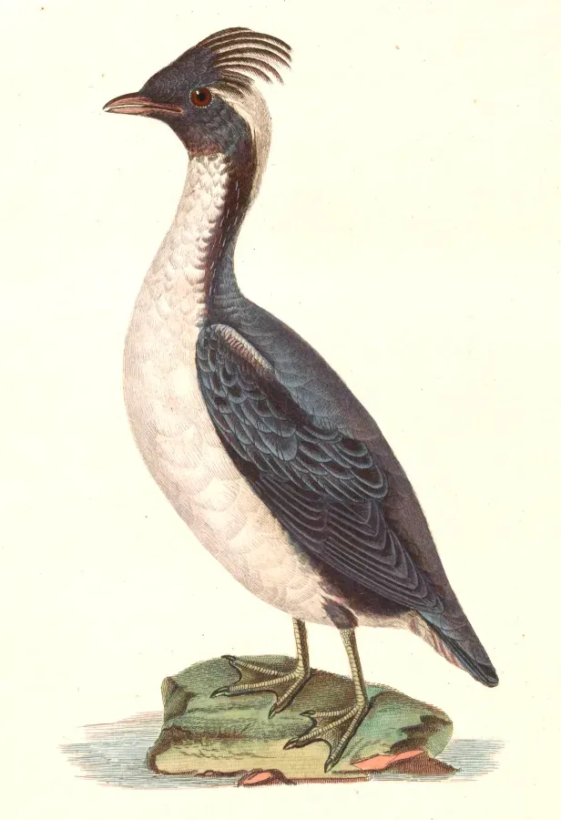 File:Synthliboramphus wumizusume 1838.jpg