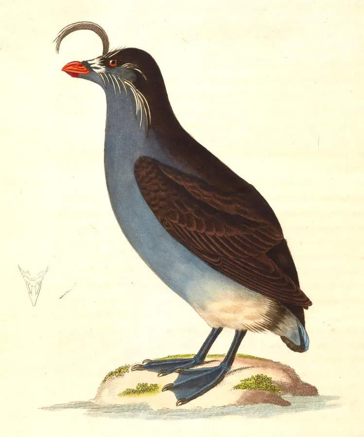File:Aethia cristatella 1838.jpg