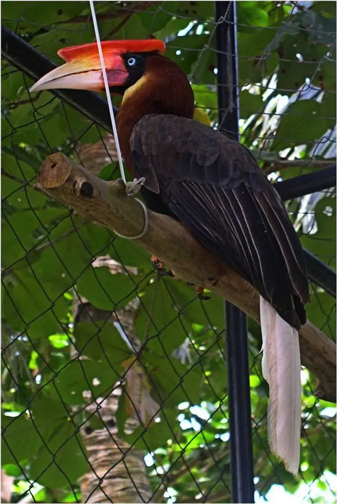 File:Rufous Hornbill - Buceros hydrocorax.jpg