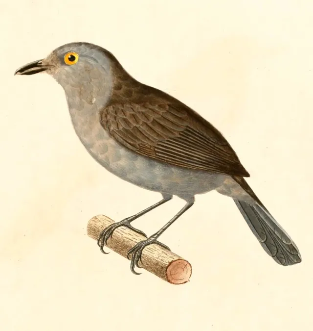 File:Thamnophilus schistaceus (2) 1847.jpg