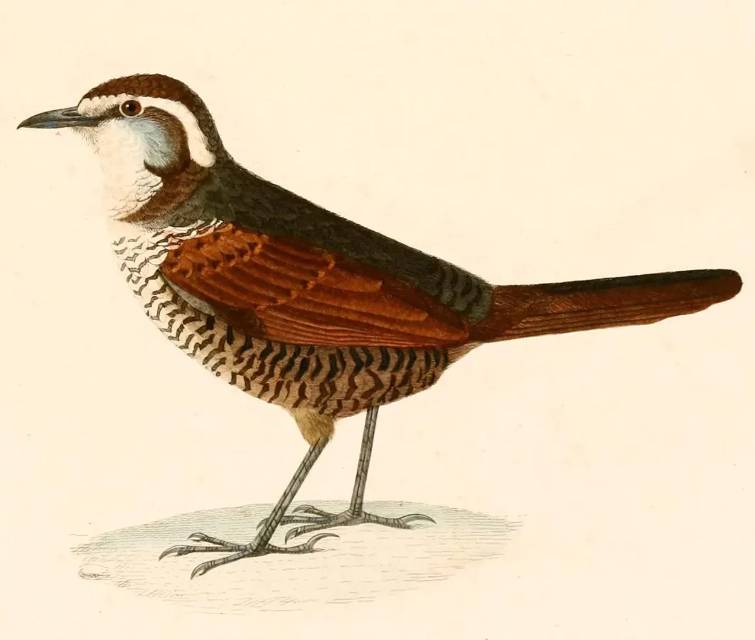 File:Scelorchilus albicollis 1847.jpg