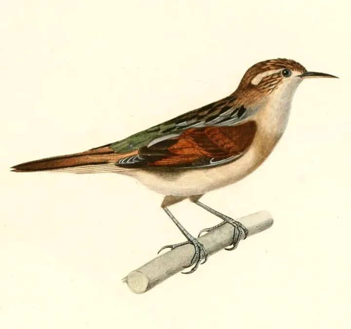 File:Phleocryptes melanops 1847.jpg