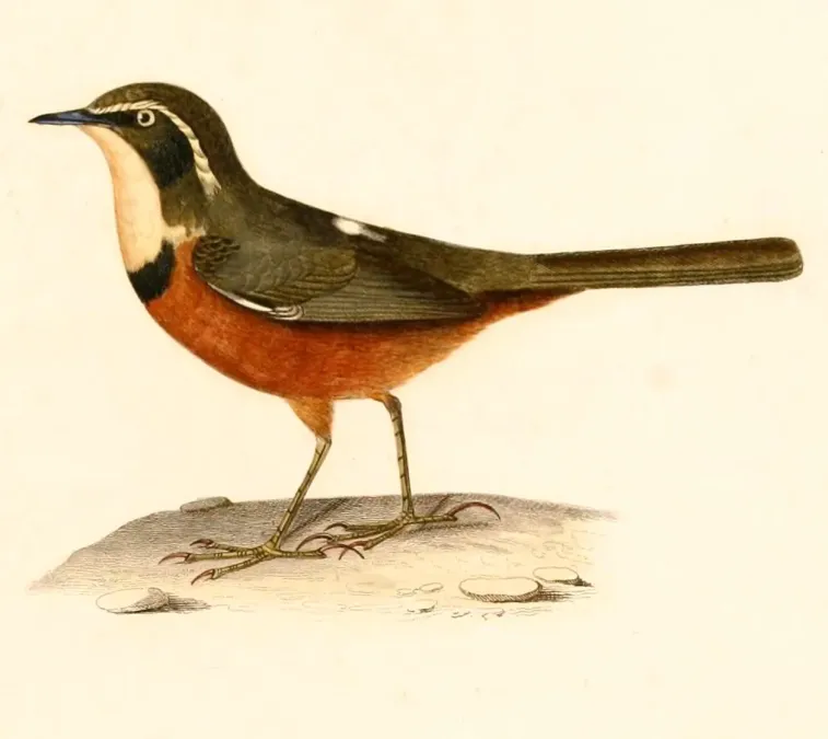 File:Melanopareia maximiliani 1847.jpg