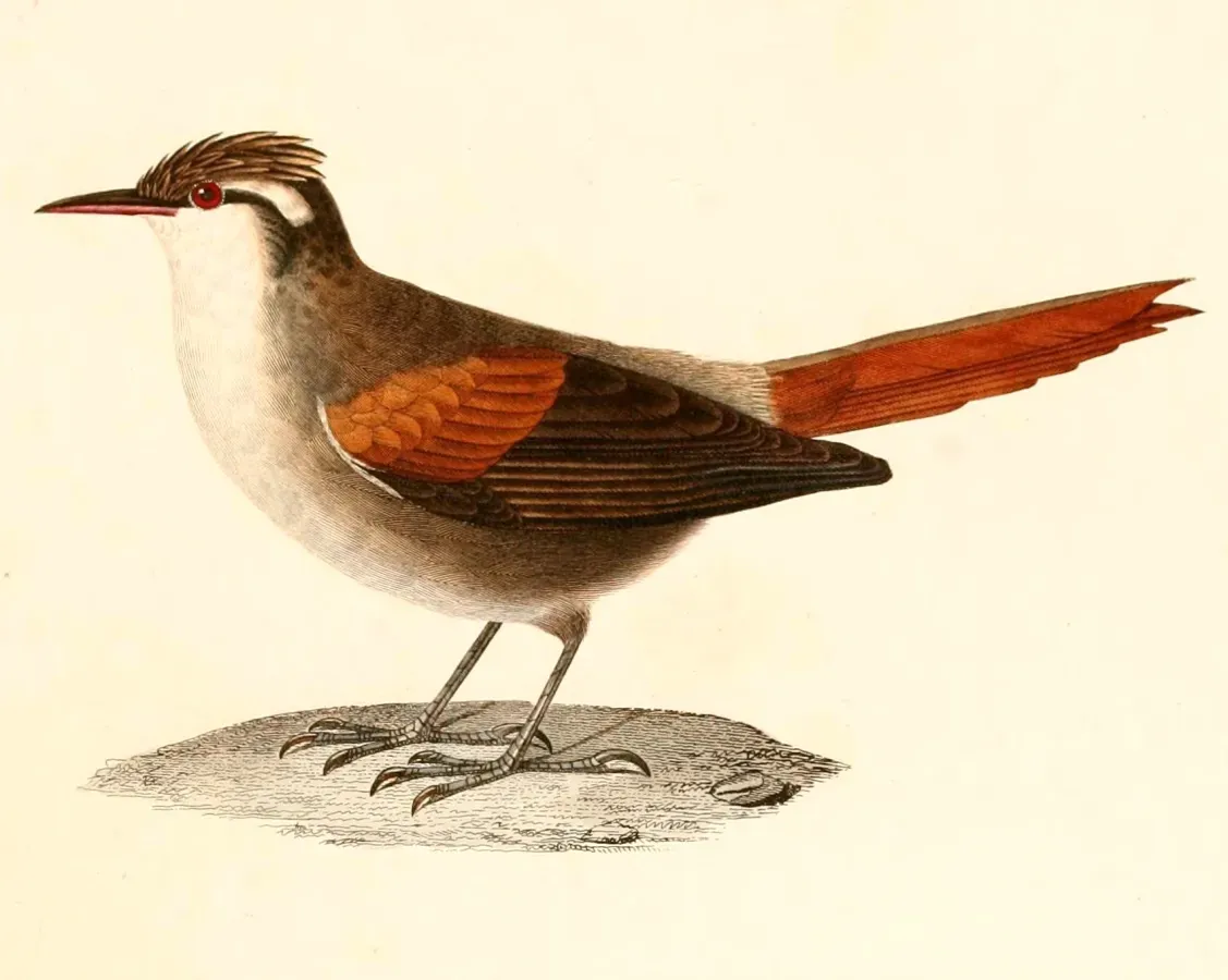 File:Cranioleuca pyrrhophia 1847.jpg