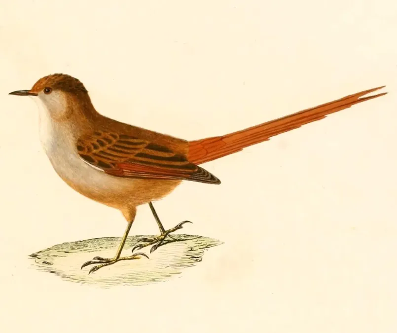 File:Leptasthenura fuliginiceps 1847.jpg