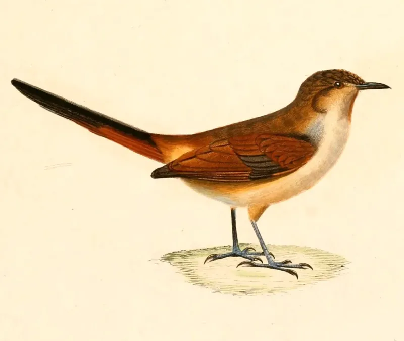 File:Asthenes dorbignyi 1847.jpg