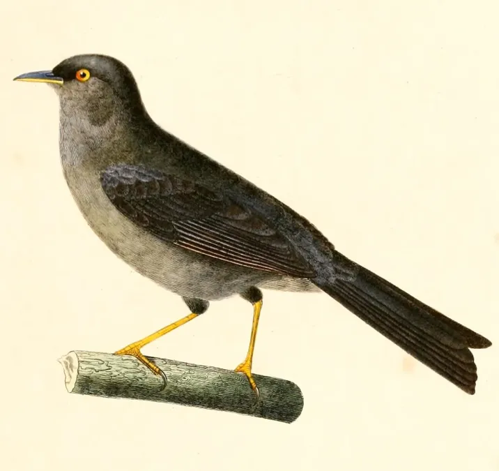 File:Xenospingus concolor 1847.jpg