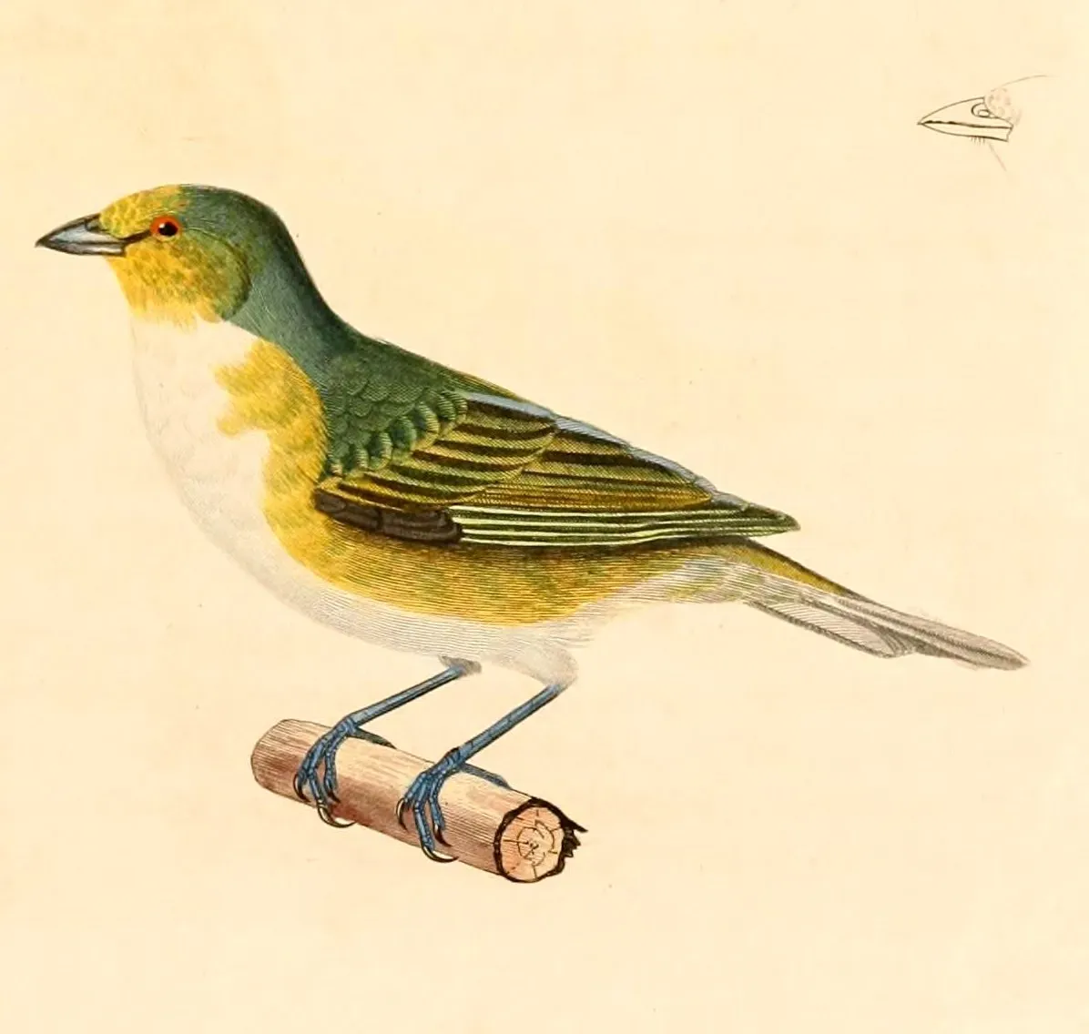 File:Euphonia chlorotica 1847.jpg