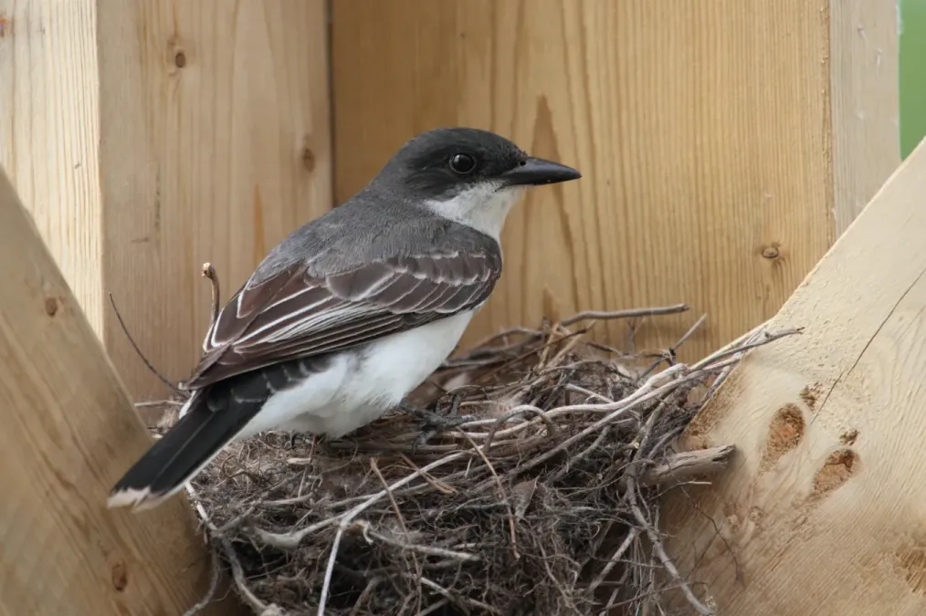 File:Tyrannus tyrannus PP.jpg